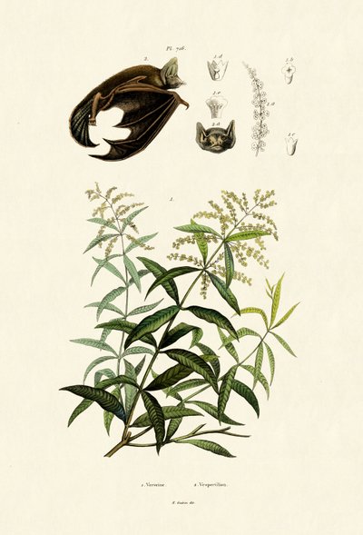 Lemongrass by French School